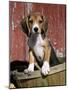 Beagle Dog Puppy-Lynn M. Stone-Mounted Photographic Print