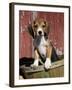 Beagle Dog Puppy-Lynn M. Stone-Framed Photographic Print