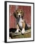 Beagle Dog Puppy-Lynn M. Stone-Framed Photographic Print