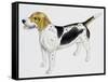 Beagle Harrier (Canis Lupus), Canidae, Drawing-null-Framed Stretched Canvas