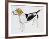 Beagle Harrier (Canis Lupus), Canidae, Drawing-null-Framed Giclee Print