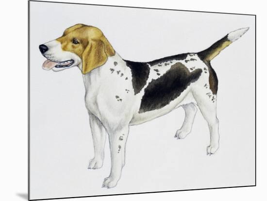 Beagle Harrier (Canis Lupus), Canidae, Drawing-null-Mounted Giclee Print