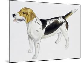 Beagle Harrier (Canis Lupus), Canidae, Drawing-null-Mounted Giclee Print