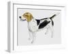 Beagle Harrier (Canis Lupus), Canidae, Drawing-null-Framed Giclee Print