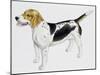 Beagle Harrier (Canis Lupus), Canidae, Drawing-null-Mounted Giclee Print