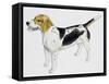Beagle Harrier (Canis Lupus), Canidae, Drawing-null-Framed Stretched Canvas