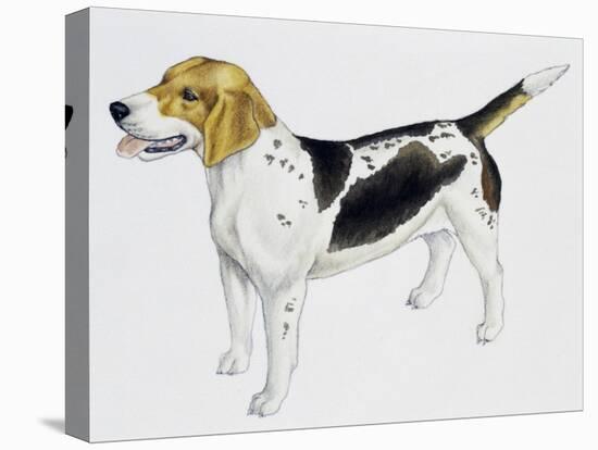 Beagle Harrier (Canis Lupus), Canidae, Drawing-null-Stretched Canvas