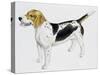 Beagle Harrier (Canis Lupus), Canidae, Drawing-null-Stretched Canvas