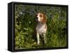 Beagle Hound in Bluebells-Lynn M^ Stone-Framed Stretched Canvas