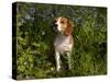 Beagle Hound in Bluebells-Lynn M^ Stone-Stretched Canvas