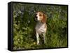Beagle Hound in Bluebells-Lynn M^ Stone-Framed Stretched Canvas