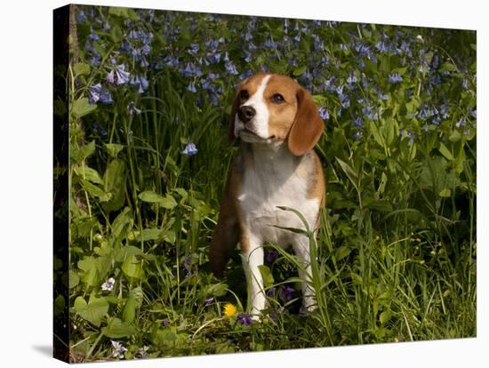 Beagle Hound in Bluebells-Lynn M^ Stone-Stretched Canvas