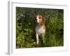 Beagle Hound in Bluebells-Lynn M^ Stone-Framed Photographic Print