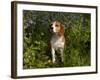 Beagle Hound in Bluebells-Lynn M^ Stone-Framed Photographic Print