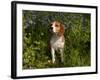 Beagle Hound in Bluebells-Lynn M^ Stone-Framed Photographic Print