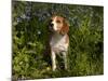 Beagle Hound in Bluebells-Lynn M^ Stone-Mounted Photographic Print