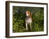 Beagle Hound in Bluebells-Lynn M^ Stone-Framed Photographic Print