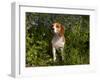 Beagle Hound in Bluebells-Lynn M^ Stone-Framed Photographic Print