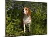 Beagle Hound in Bluebells-Lynn M^ Stone-Mounted Photographic Print