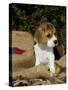 Beagle Hound Puppy-Lynn M^ Stone-Stretched Canvas