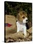 Beagle Hound Puppy-Lynn M^ Stone-Stretched Canvas