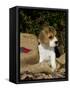 Beagle Hound Puppy-Lynn M^ Stone-Framed Stretched Canvas