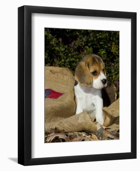 Beagle Hound Puppy-Lynn M^ Stone-Framed Photographic Print