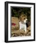 Beagle Hound Puppy-Lynn M^ Stone-Framed Photographic Print