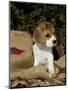 Beagle Hound Puppy-Lynn M^ Stone-Mounted Photographic Print