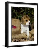 Beagle Hound Puppy-Lynn M^ Stone-Framed Photographic Print