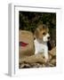 Beagle Hound Puppy-Lynn M^ Stone-Framed Photographic Print