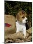 Beagle Hound Puppy-Lynn M^ Stone-Mounted Photographic Print