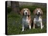 Beagle Hound-Lynn M^ Stone-Stretched Canvas