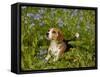 Beagle Hound-Lynn M^ Stone-Framed Stretched Canvas