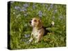 Beagle Hound-Lynn M^ Stone-Stretched Canvas