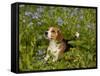 Beagle Hound-Lynn M^ Stone-Framed Stretched Canvas