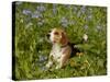 Beagle Hound-Lynn M^ Stone-Stretched Canvas