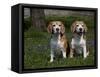 Beagle Hound-Lynn M^ Stone-Framed Stretched Canvas