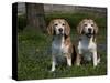 Beagle Hound-Lynn M^ Stone-Stretched Canvas