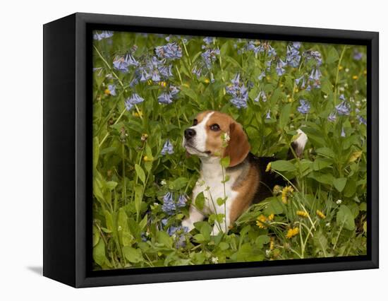 Beagle Hound-Lynn M^ Stone-Framed Stretched Canvas