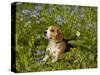 Beagle Hound-Lynn M^ Stone-Stretched Canvas