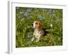 Beagle Hound-Lynn M^ Stone-Framed Photographic Print