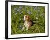 Beagle Hound-Lynn M^ Stone-Framed Photographic Print