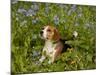 Beagle Hound-Lynn M^ Stone-Mounted Photographic Print