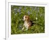 Beagle Hound-Lynn M^ Stone-Framed Photographic Print