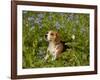 Beagle Hound-Lynn M^ Stone-Framed Photographic Print