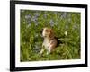 Beagle Hound-Lynn M^ Stone-Framed Photographic Print