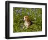 Beagle Hound-Lynn M^ Stone-Framed Photographic Print