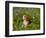 Beagle Hound-Lynn M^ Stone-Framed Photographic Print