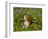 Beagle Hound-Lynn M^ Stone-Framed Photographic Print